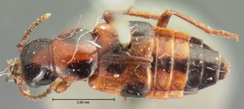 Media type: image;   Entomology 6517 Aspect: habitus dorsal view